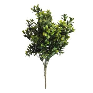 Arbusto buxus UV