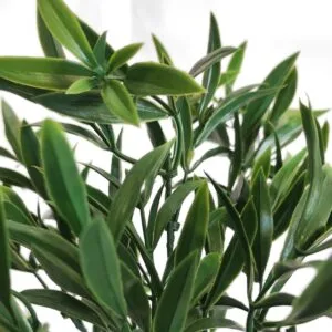 Arbusto Ruscus de exterior