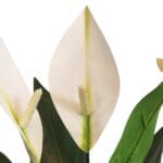 Artificial peace lily