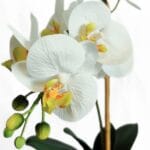 Orchidea bianca nel dettaglio Pianta di orchidea bianca artificiale dall'aspetto realistico