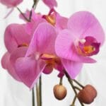 Foglie di orchidea artificiali rosa