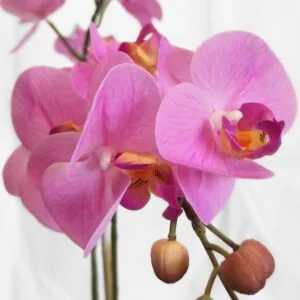 Hojas de la orquídea artificial rosa