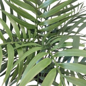 Palmera areca artificial amb protecció UV
