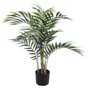 Palmera Areca d´exterior 90 cm
