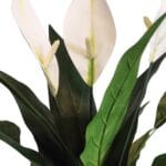 Spathiphyllum or Peace Lily