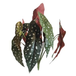 Begonia Maculata Zweig
