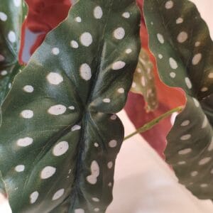 Begonia Maculata-Zweig