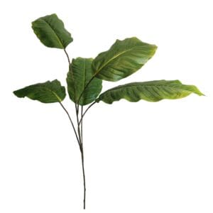Rama de Dieffenbachia