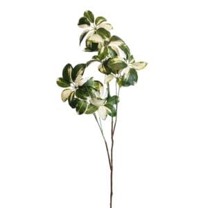 Filiale di Schefflera