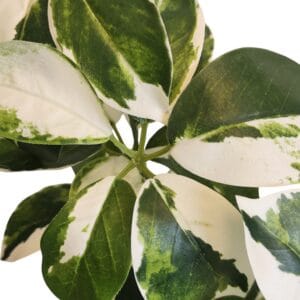 Filiale di Schefflera