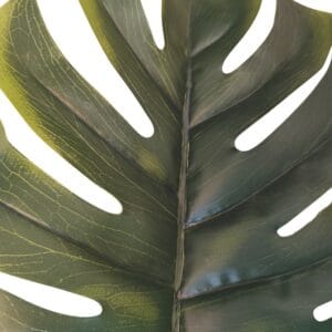 Foglia monstera per la decorazione d'interni