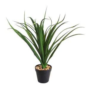 Yucca de exterior