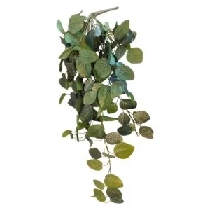 Planta colgante Fitonia 60 cm