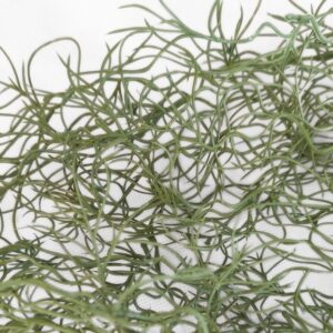 Feuerbeständige Tillandsia-Hängepflanze zur Dekoration