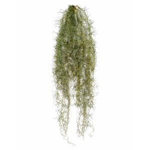 Dekorative, feuerfeste Tillandsia-Hängepflanze