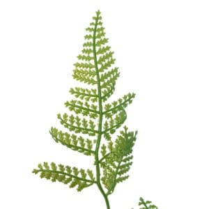Künstliche Dryopteris-Pflanze zur Innendekoration