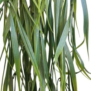 Planta colgante grass UV 80 cm