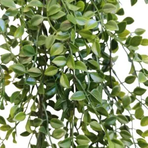 Rama colgante ficus de exterior de 80 cm