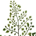 Ramo decorativo artificiale di capelvenere per interni