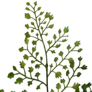 Ramo decorativo artificiale di capelvenere per interni